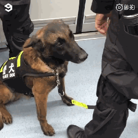 警犬上班期间向同事撒娇讨摸摸，成果萌翻了一片网友！-8.gif