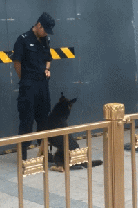 警犬上班期间向同事撒娇讨摸摸，成果萌翻了一片网友！-13.gif