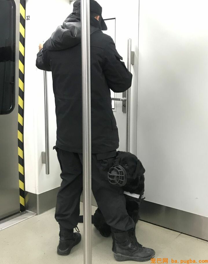 警犬上班期间向同事撒娇讨摸摸，成果萌翻了一片网友！-10.jpeg