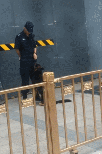 警犬上班期间向同事撒娇讨摸摸，成果萌翻了一片网友！-12.gif