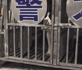 警犬上班期间向同事撒娇讨摸摸，成果萌翻了一片网友！-14.gif