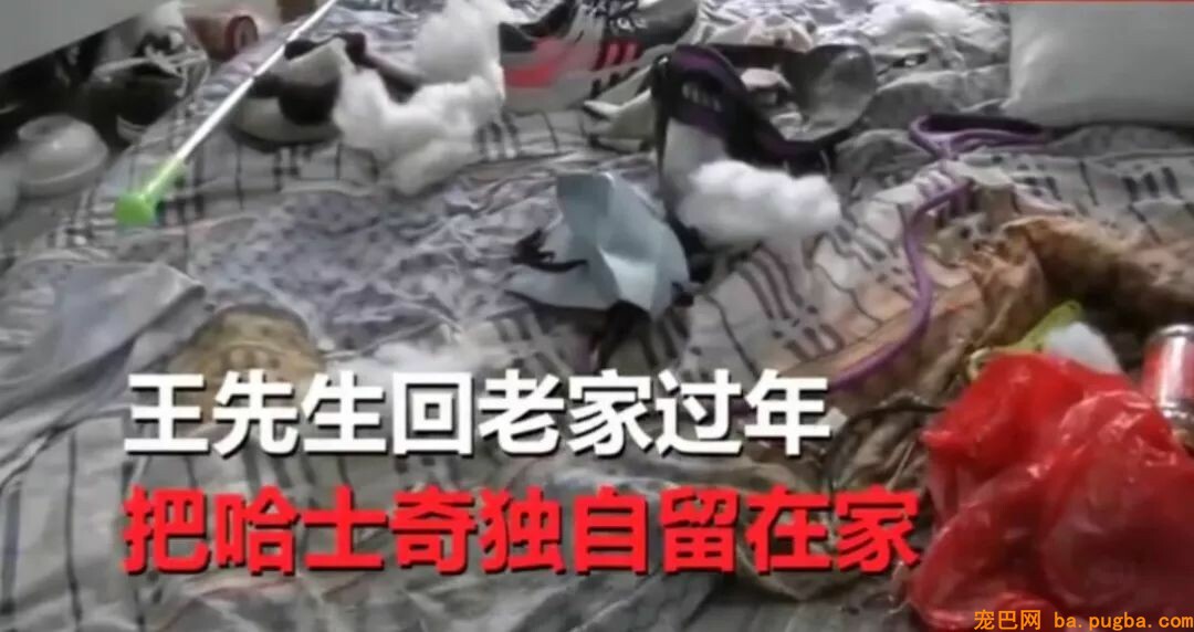 网友节后回家家中变垃圾场，二哈：怪我喽？-1.jpeg