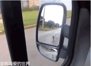 狗狗追着救护车跑了N个路口：车上的漂泊汉，和你是什么关系？-1.gif