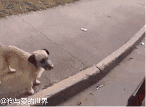 狗狗追着救护车跑了N个路口：车上的漂泊汉，和你是什么关系？-4.gif