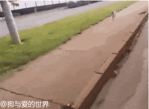 狗狗追着救护车跑了N个路口：车上的漂泊汉，和你是什么关系？-2.gif