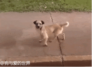 狗狗追着救护车跑了N个路口：车上的漂泊汉，和你是什么关系？-3.gif