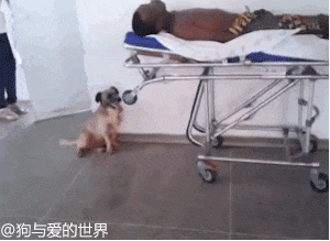 狗狗追着救护车跑了N个路口：车上的漂泊汉，和你是什么关系？-5.gif