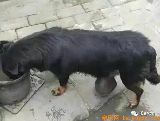 漂泊狗拖着十斤大肉瘤困难度日，今天我必然要强行把它送到病院！-1.jpeg