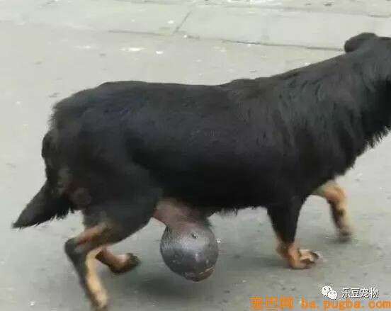 漂泊狗拖着十斤大肉瘤困难度日，今天我必然要强行把它送到病院！-3.jpeg