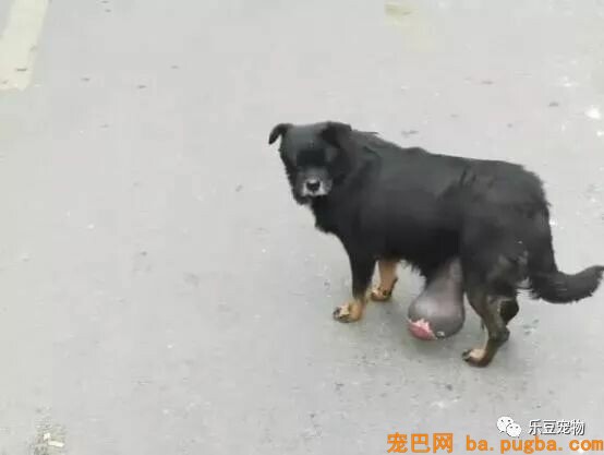 漂泊狗拖着十斤大肉瘤困难度日，今天我必然要强行把它送到病院！-4.jpeg