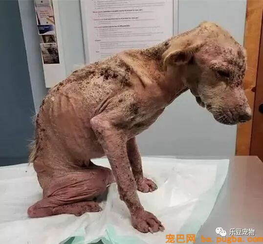 皮肤病已腐蚀这只漂泊狗的所有毛发，眼神绝望之时盼来奇迹！-1.jpeg
