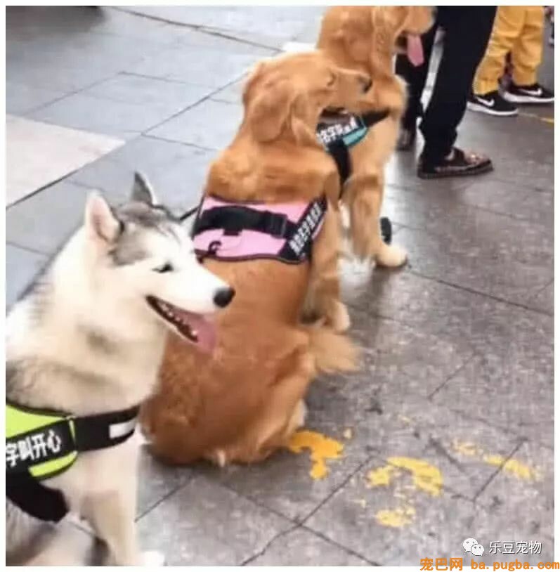 主人接了个电话走开，金毛主动走到前面替主人排队，好聪明！-1.jpeg
