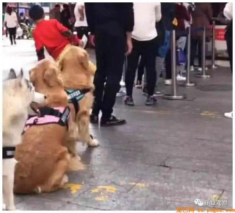 主人接了个电话走开，金毛主动走到前面替主人排队，好聪明！-3.jpeg