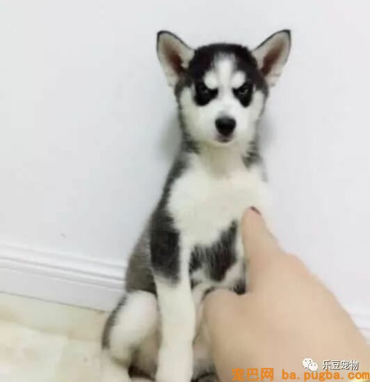 各位，你家二哈咬过最硬的东西是啥？进来看看我家二哈的成果！-2.jpeg