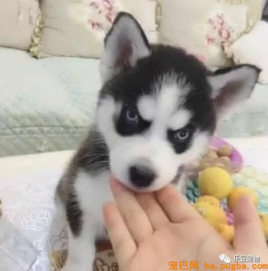 各位，你家二哈咬过最硬的东西是啥？进来看看我家二哈的成果！-1.jpeg