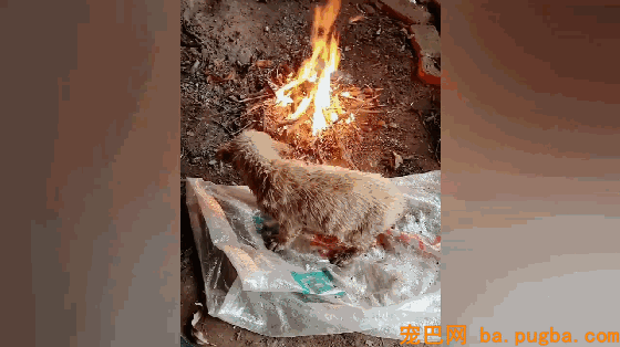 严寒天气小土狗被扔河里，好心人救上来后为它升火取暖！-4.gif