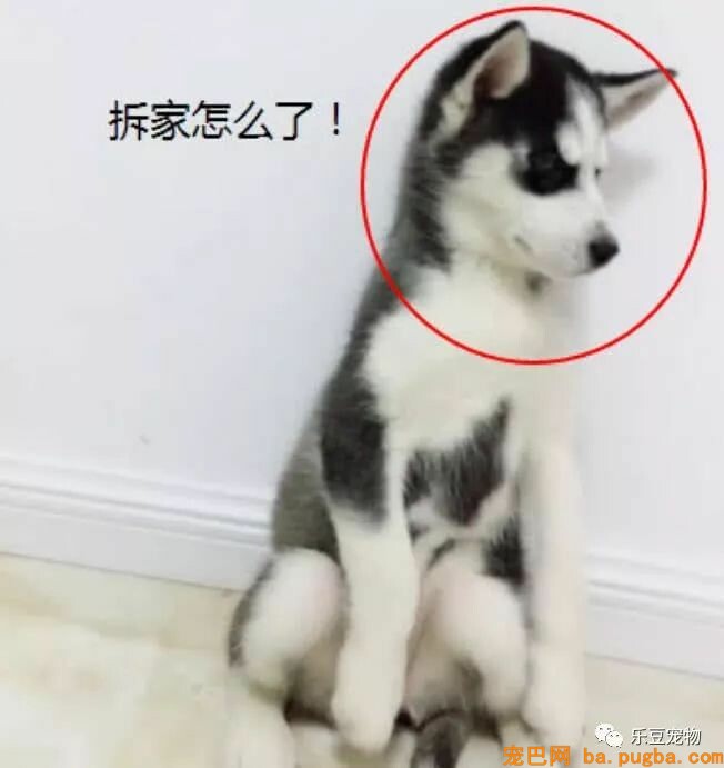 各位，你家二哈咬过最硬的东西是啥？进来看看我家二哈的成果！-4.jpeg