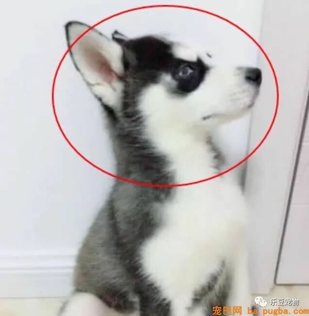 各位，你家二哈咬过最硬的东西是啥？进来看看我家二哈的成果！-5.jpeg