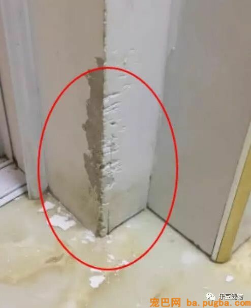 各位，你家二哈咬过最硬的东西是啥？进来看看我家二哈的成果！-3.jpeg