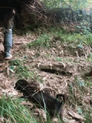 小黑狗陪着爸爸去砍柴，最后背上的这捆迷你柴，笑翻了不少网友！-1.gif