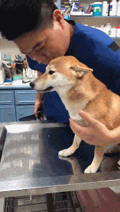 带柴柴做绝育，这货醒来就初步记恨医生：你辜负了我！-3.gif