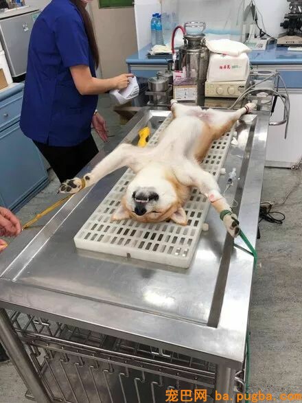 带柴柴做绝育，这货醒来就初步记恨医生：你辜负了我！-2.jpeg