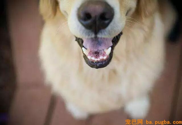 狗狗身上有异味？其实是这几个部位搞的鬼！-1.jpeg