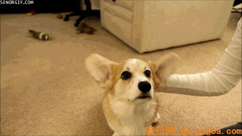 狗狗身上有异味？其实是这几个部位搞的鬼！-2.gif