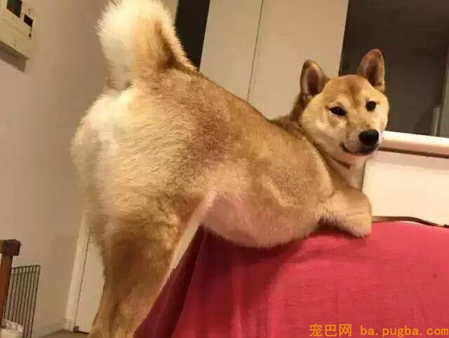 狗狗身上有异味？其实是这几个部位搞的鬼！-3.jpeg