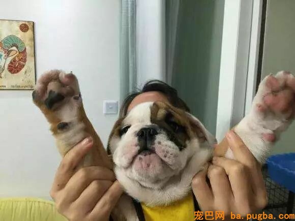狗狗身上有异味？其实是这几个部位搞的鬼！-5.jpeg