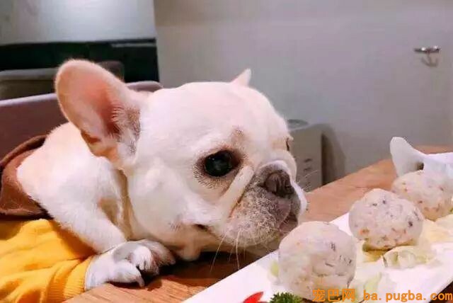 狗狗身上有异味？其实是这几个部位搞的鬼！-9.jpeg