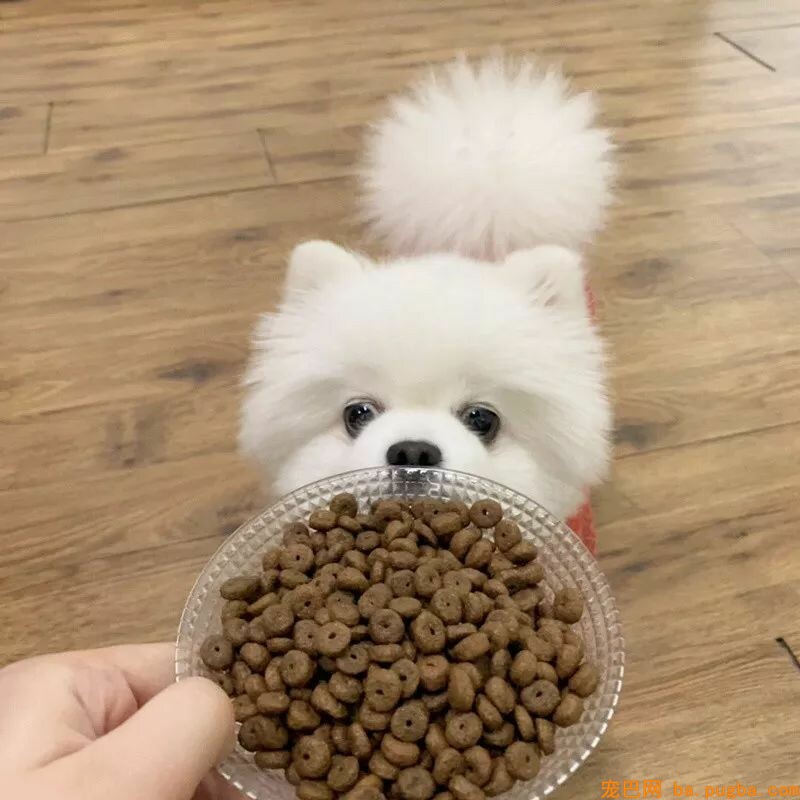 狗狗身上有异味？其实是这几个部位搞的鬼！-18.jpeg