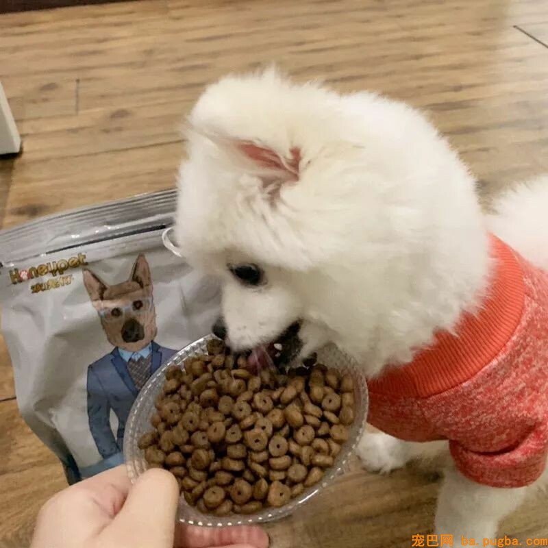 狗狗身上有异味？其实是这几个部位搞的鬼！-20.jpeg