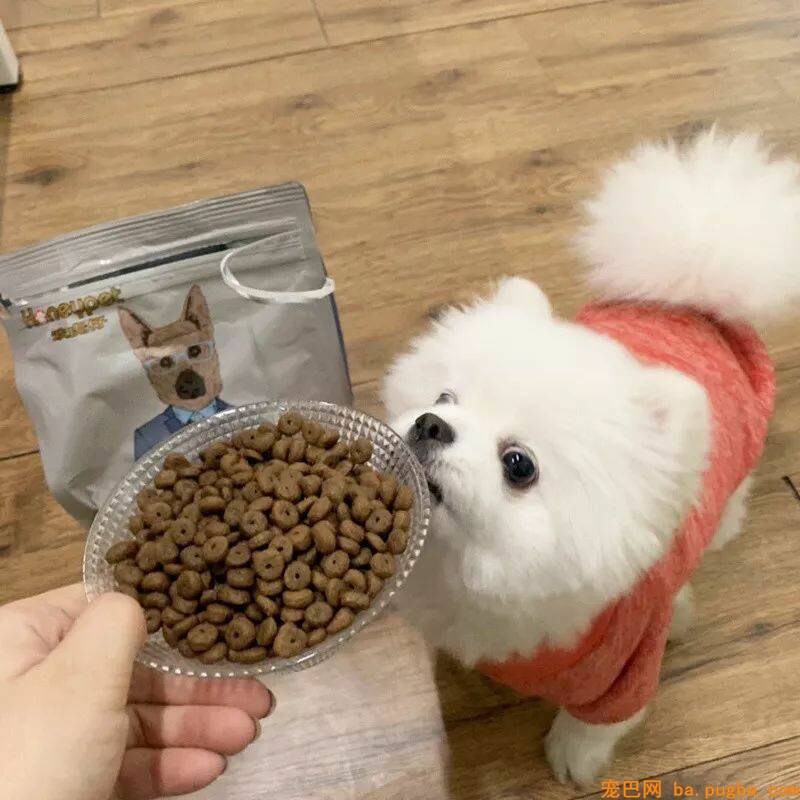 狗狗身上有异味？其实是这几个部位搞的鬼！-19.jpeg