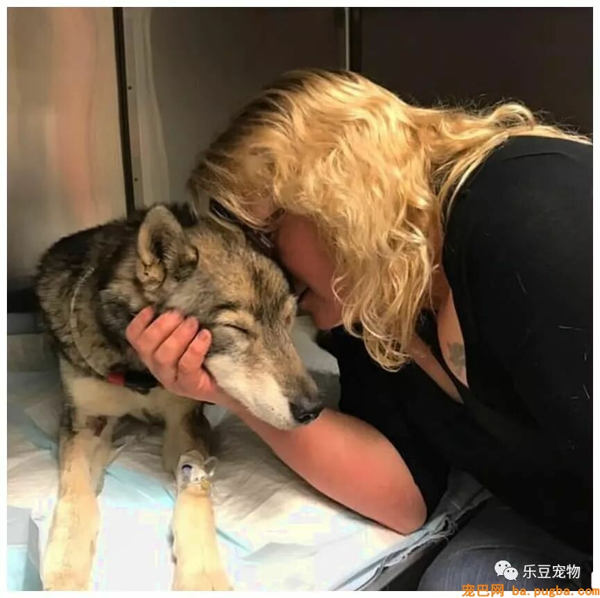 两月前女儿失踪，二哈外出寻找，在回来时只剩下了三条腿！-4.jpeg