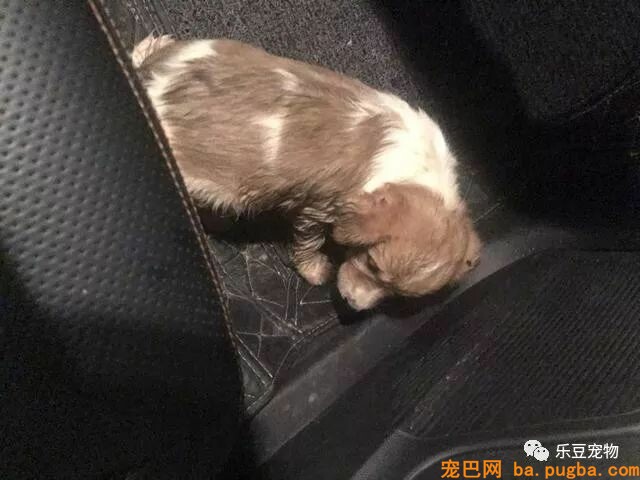 马路中间的漂泊小奶狗，不知所措的躲着车辆，女孩赶紧跑了过去！-2.jpeg