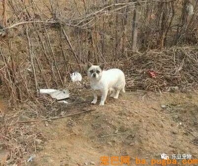 漂泊狗妈妈辛苦讨来食物不舍得吃，驰驱几千米送给孩子！-1.jpeg