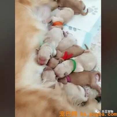 金毛妈妈正在喂奶，突然感觉肚子不温馨，抬头一看：你给我滚开…-1.jpeg