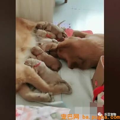 金毛妈妈正在喂奶，突然感觉肚子不温馨，抬头一看：你给我滚开…-4.jpeg