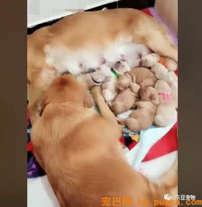 金毛妈妈正在喂奶，突然感觉肚子不温馨，抬头一看：你给我滚开…-3.jpeg