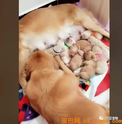 金毛妈妈正在喂奶，突然感觉肚子不温馨，抬头一看：你给我滚开…-2.jpeg