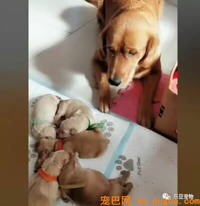 金毛妈妈正在喂奶，突然感觉肚子不温馨，抬头一看：你给我滚开…-5.jpeg
