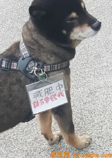 狗狗在超市门口乞讨却无人搭理，看到它脖子上的牌子后，笑喷了！-2.jpeg