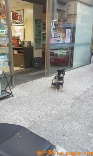 狗狗在超市门口乞讨却无人搭理，看到它脖子上的牌子后，笑喷了！-1.jpeg