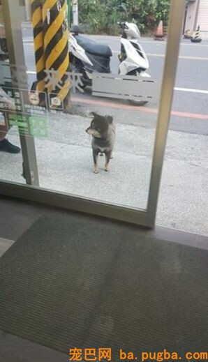 狗狗在超市门口乞讨却无人搭理，看到它脖子上的牌子后，笑喷了！-3.jpeg