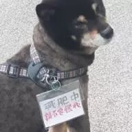 狗狗在超市门口乞讨却无人搭理，看到它脖子上的牌子后，笑喷了！-4.jpeg