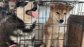 阿拉宝宝想撕家，成果被柴柴凶了，宝宝委屈坏了：嘤嘤嘤！-1.gif