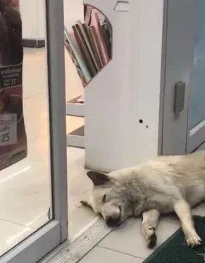 狗狗因为睡觉太死，成果被...-1.jpeg