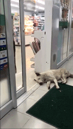 狗狗因为睡觉太死，成果被...-2.gif