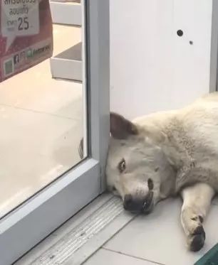 狗狗因为睡觉太死，成果被...-3.jpeg